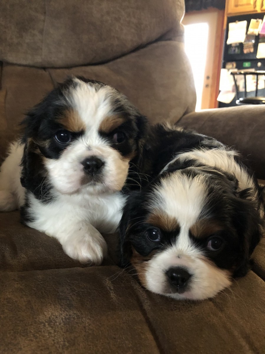 Cavalier King Charles Spaniel Puppies For Sale Davenport