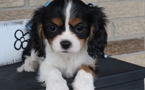 Cavalier King Charles Spaniel Puppies For Sale Lincoln