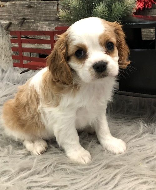 Cavalier King Charles Spaniel Puppies for sale near