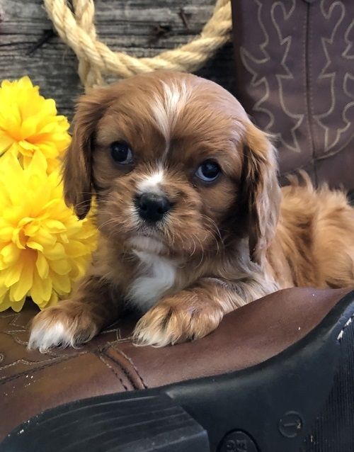 Cavalier King Charles Spaniel For Sale in Connecticut (12)