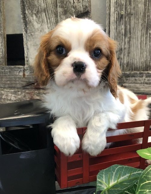 Cavalier King Charles Spaniel For Sale in Maine (9)