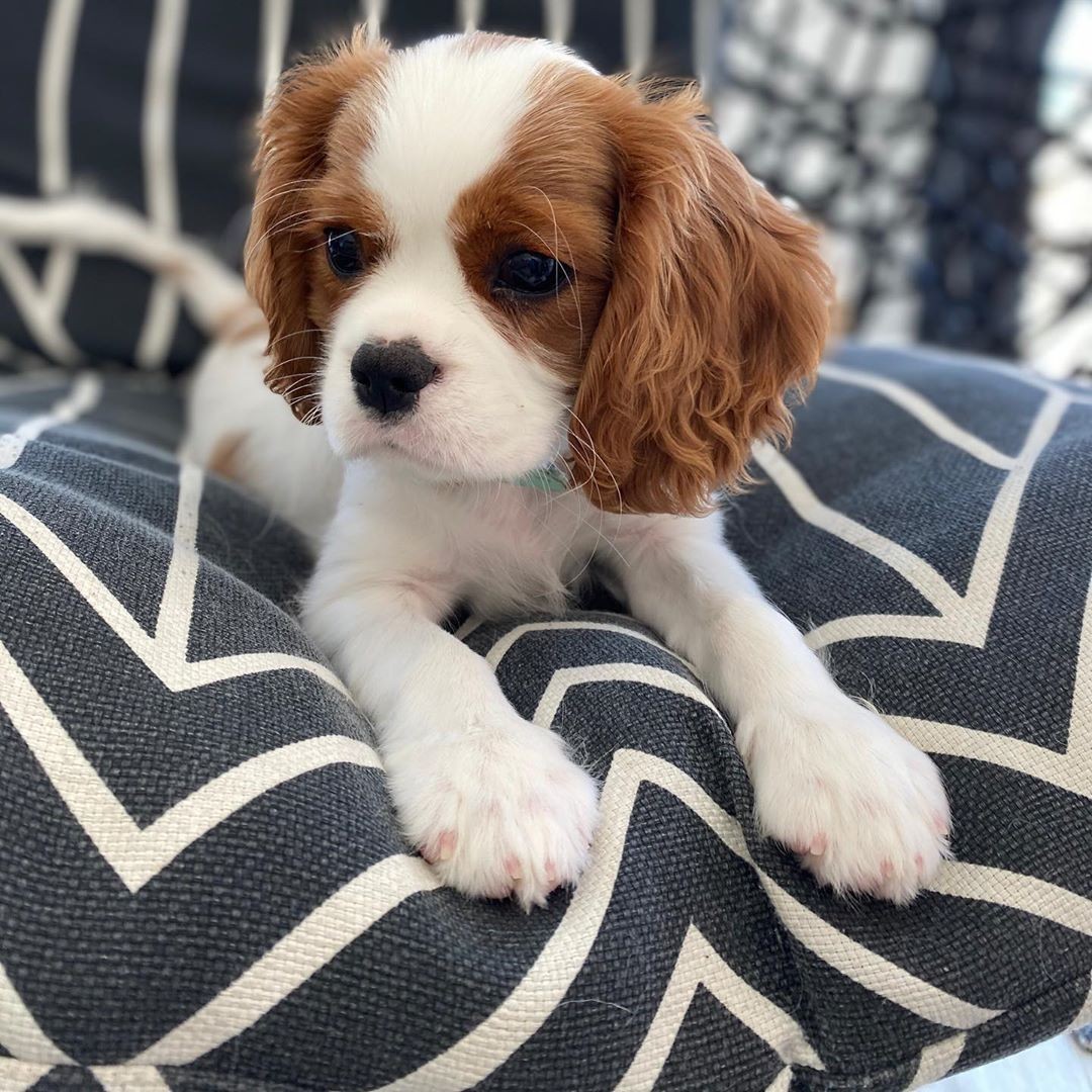 Cavalier King Charles Spaniel Puppies For Sale Key West