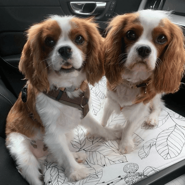 Cavalier King Charles Spaniel For Sale in Texas (139)