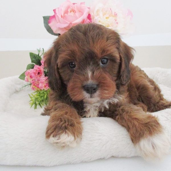 Cavapoo Puppies For In Canton Ohio - Gallery 4k Wallpapers