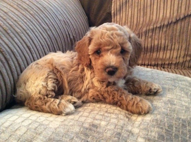Cavapoo Puppies For Sale Pittsburgh, PA 282601
