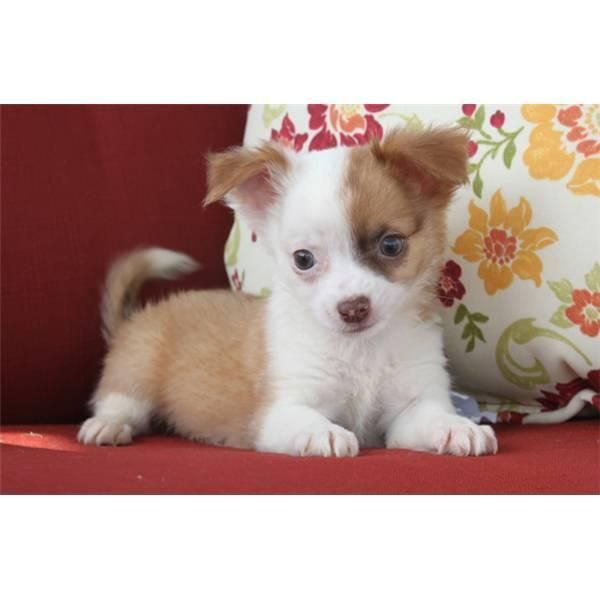 Chihuahua Puppies For Sale Memphis, TN 65998 Petzlover