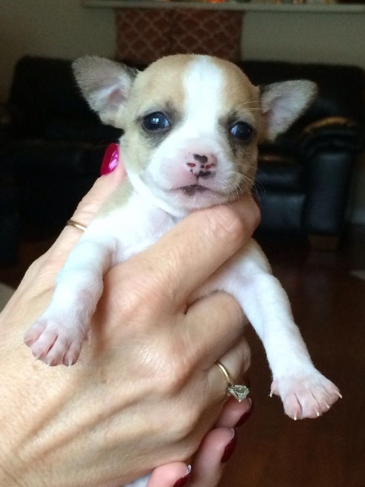 Chihuahua Puppies For Sale Kissimmee, FL 75237
