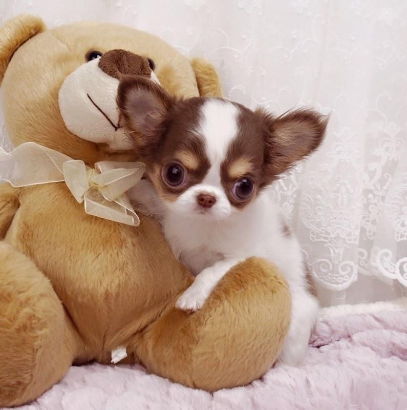 Chihuahua Puppies For Sale Boise, ID 92908 Petzlover