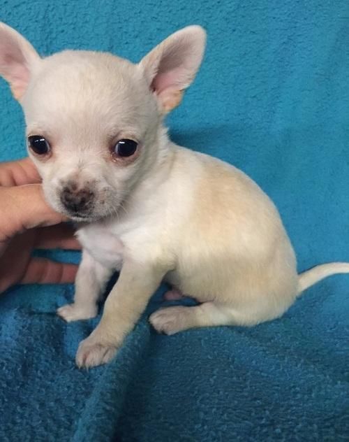 Chihuahua Puppies For Sale Lexington, KY 121977