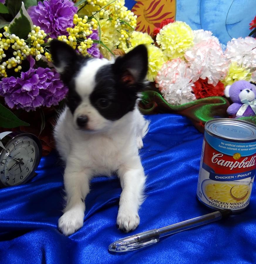 Chihuahua Puppies For Sale Joliet, IL 125447 Petzlover