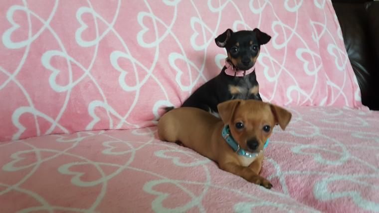 Chihuahua Puppies For Sale Baton Rouge, LA 138492