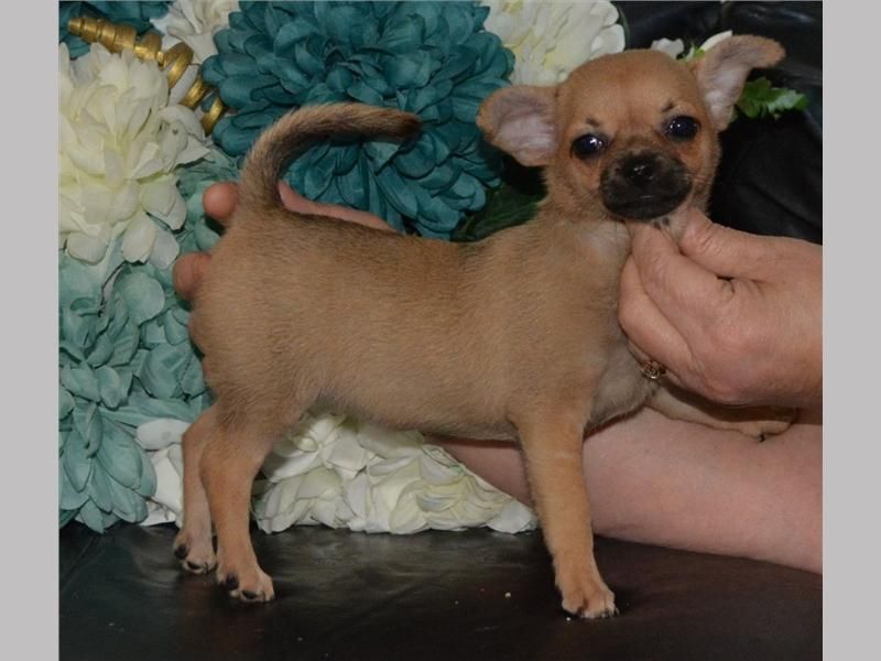 Chihuahua Puppies For Sale Austin, TX 148258 Petzlover