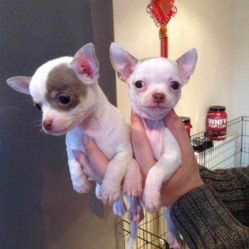 Chihuahua Puppies For Sale Houston, TX 151734 Petzlover