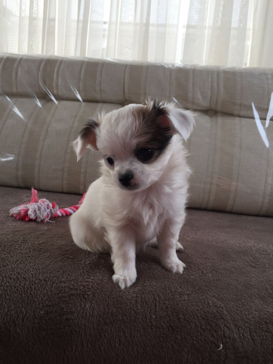 Chihuahua Puppies For Sale Los Angeles, CA 171295