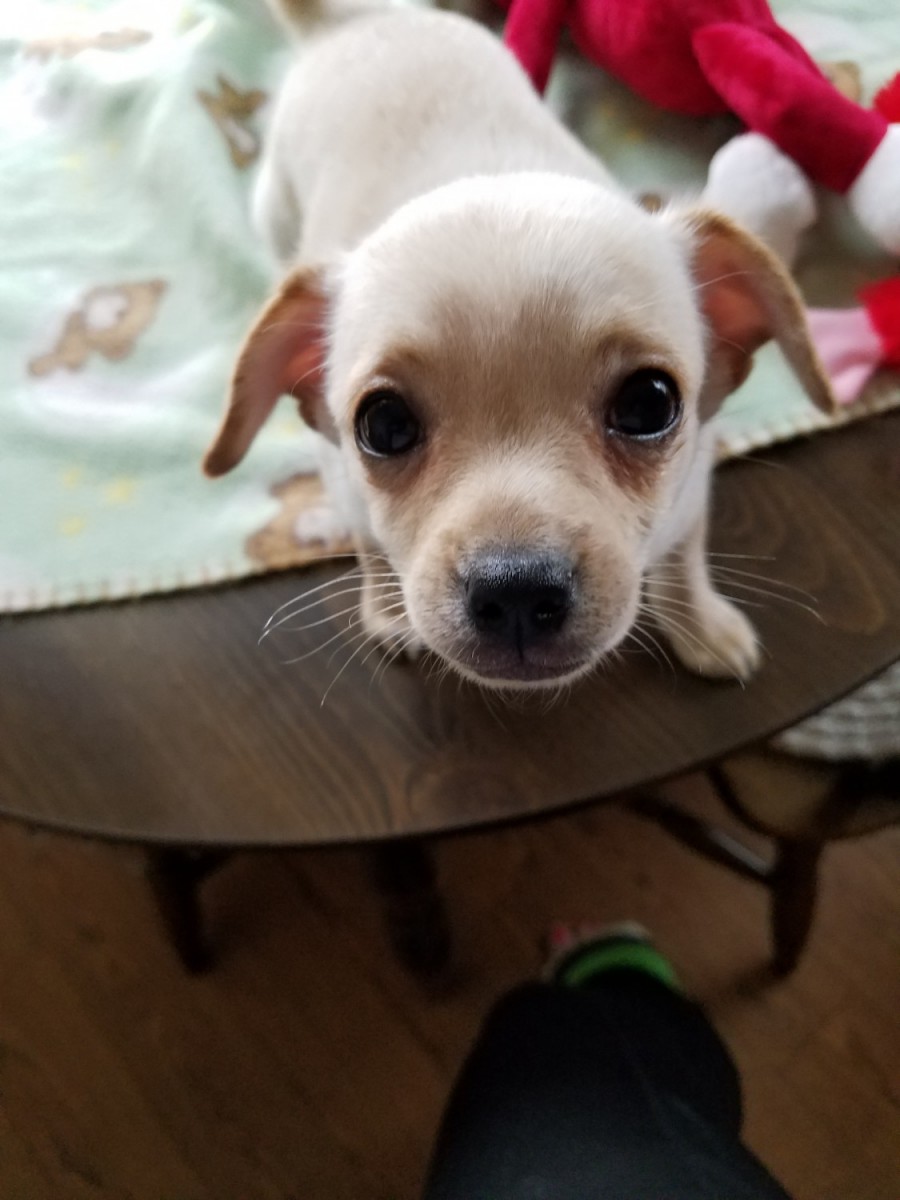 Chihuahua Puppies For Sale Trenton, MI 180108 Petzlover