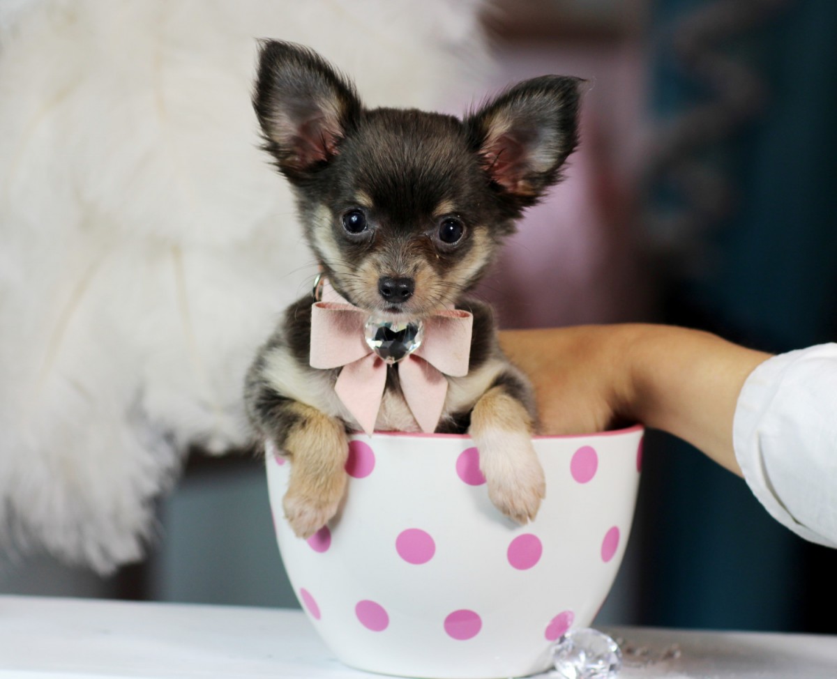 Chihuahua Puppies For Sale Fort Lauderdale, FL 183266