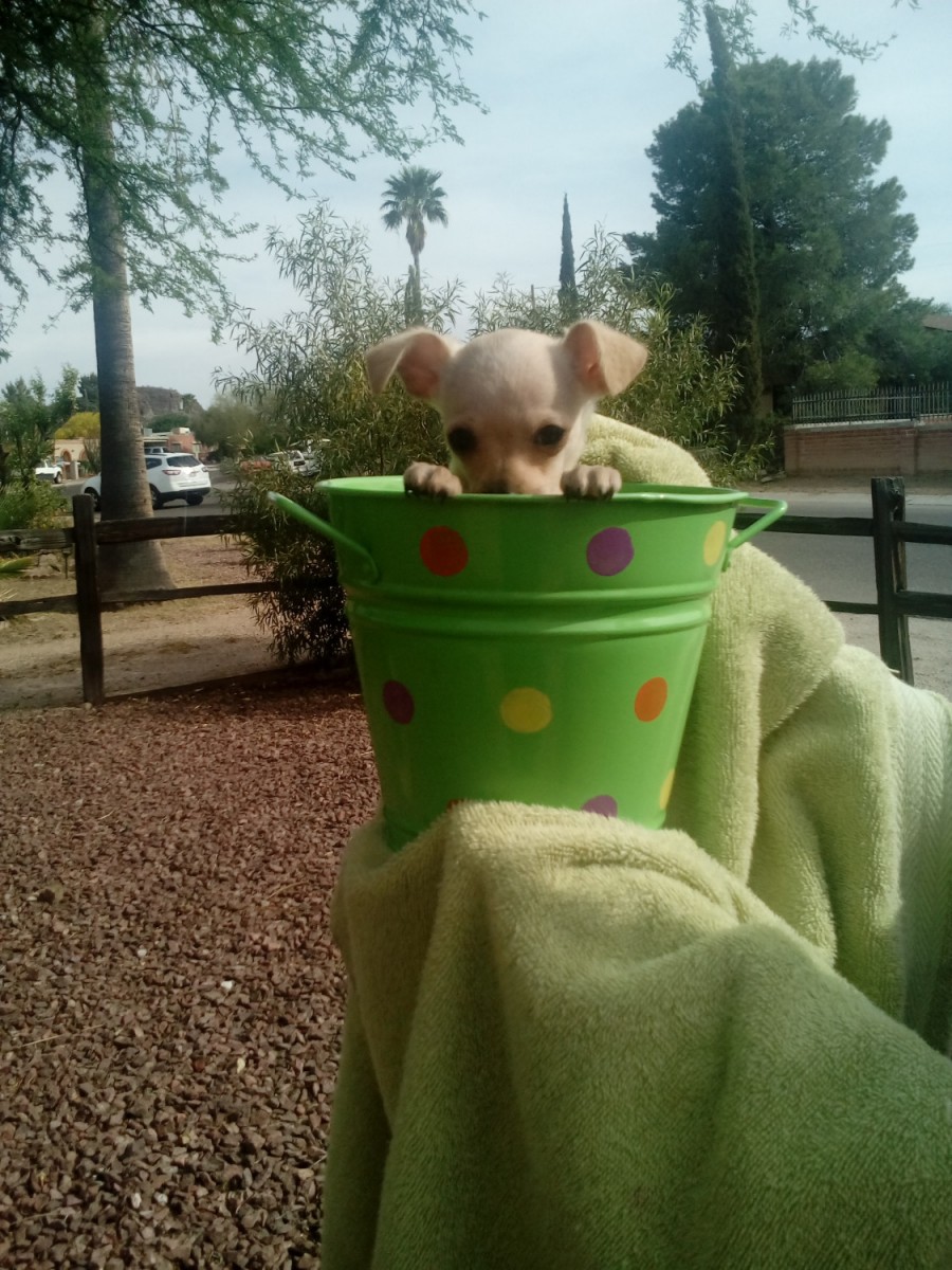 Chihuahua Puppies For Sale Tucson, AZ 188942 Petzlover