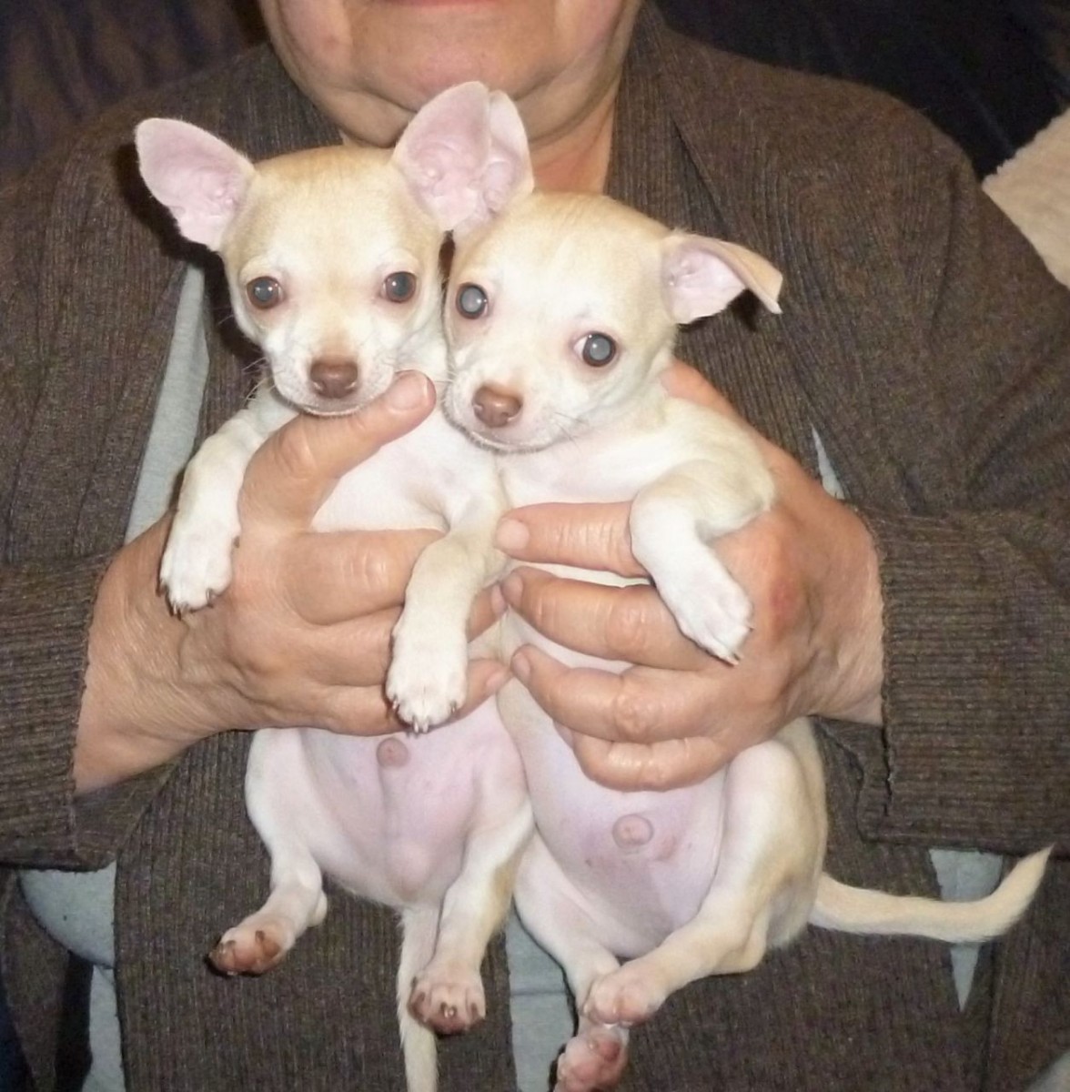 Chihuahua Puppies For Sale Southfield, MI 189291