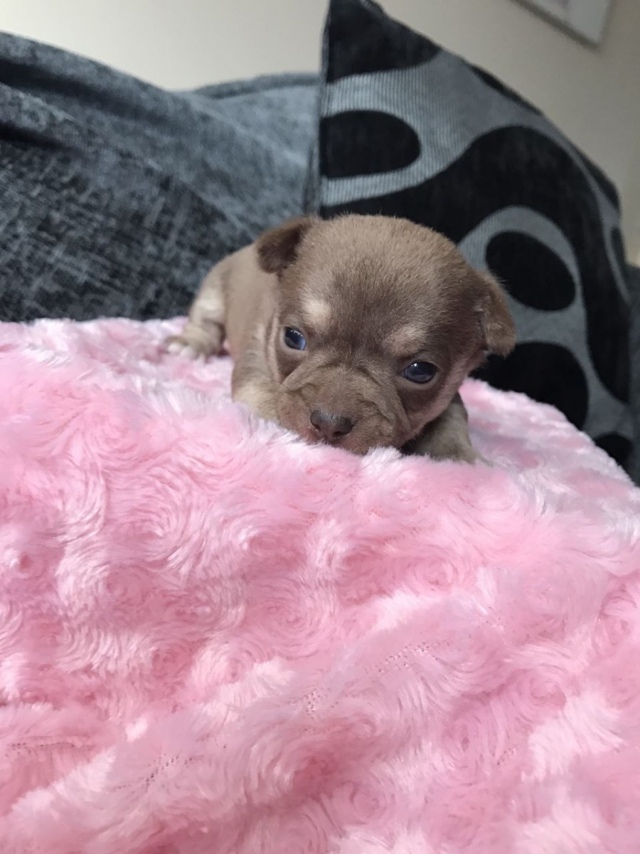 Chihuahua Puppies For Sale Adell, WI 209641 Petzlover