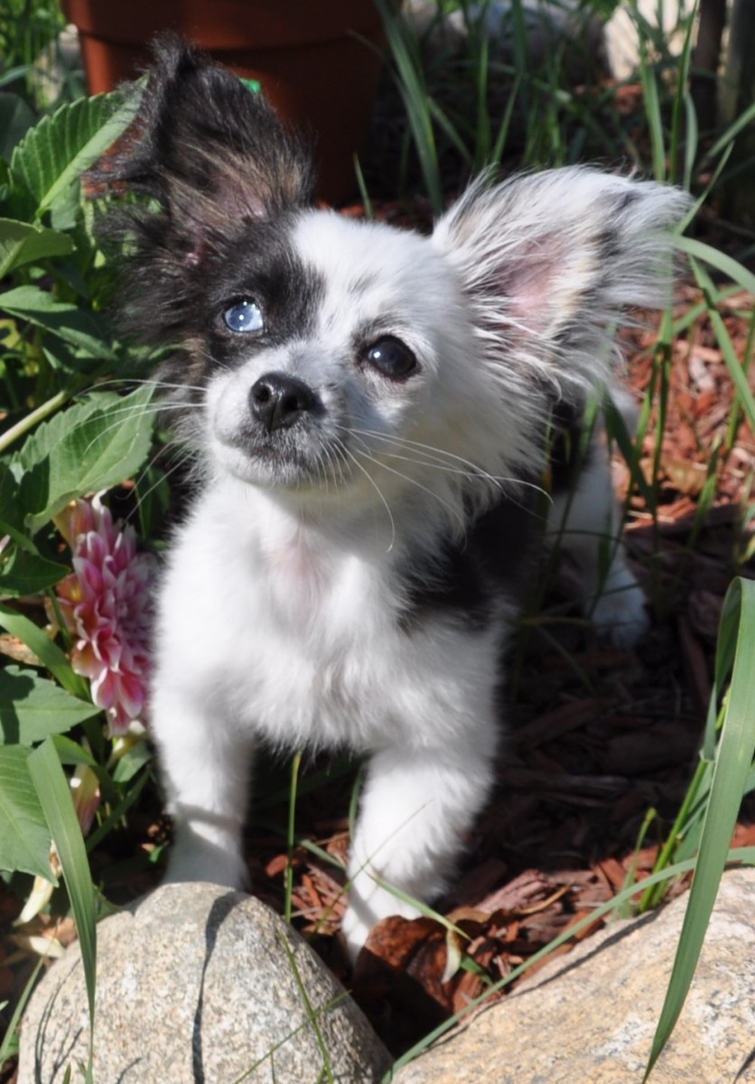 Chihuahua Puppies For Sale Cedar Springs, MI 242332