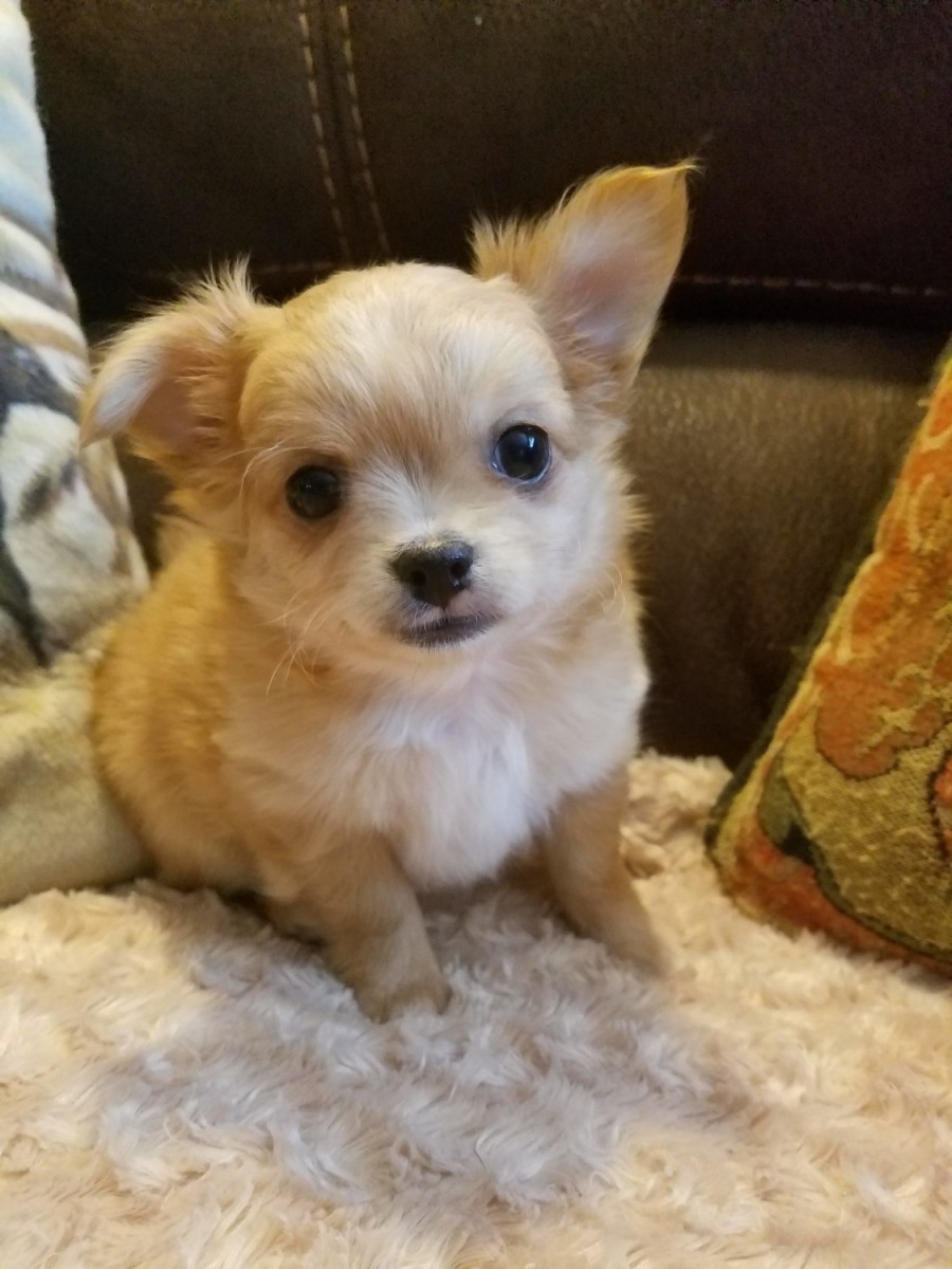 Chihuahua Puppies For Sale New Alexandria, PA 245517