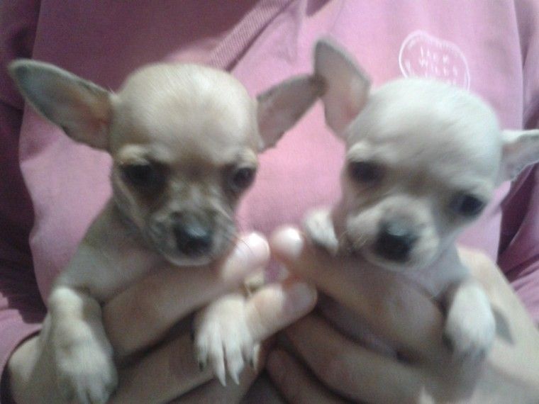 puppies for sale in tampa fl