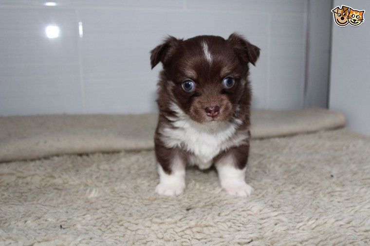 Chihuahua Puppies For Sale Dallas, TX 250074 Petzlover