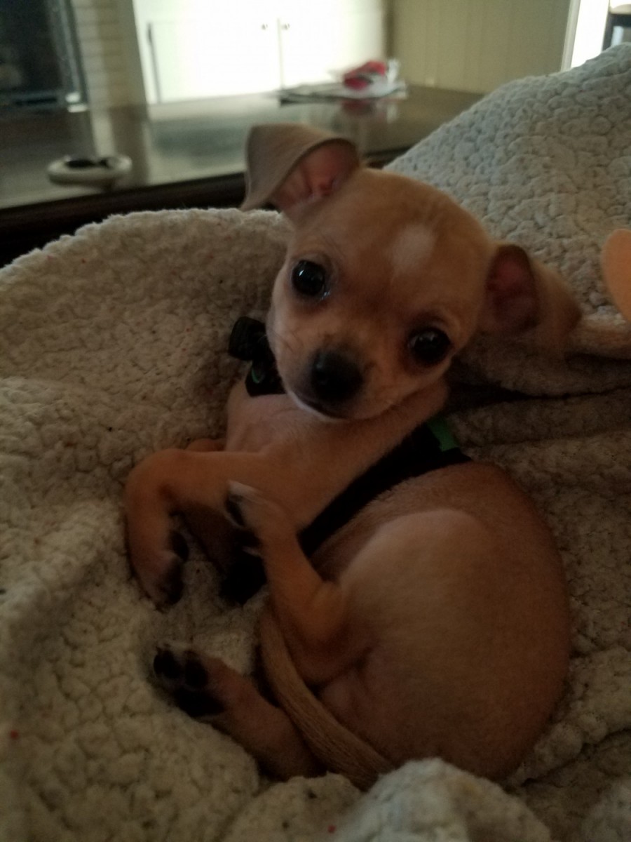 Chihuahua Puppies For Sale Florence, SC 264251