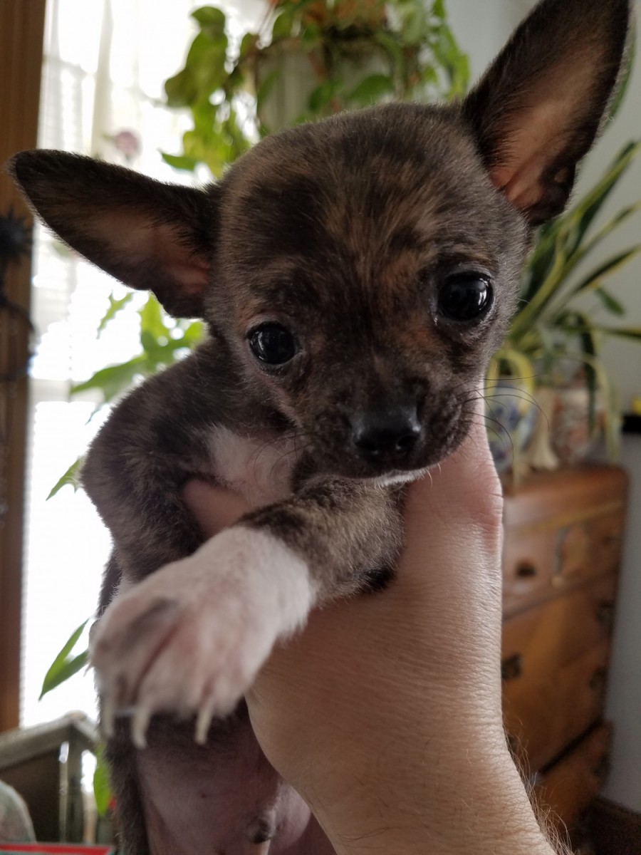 Chihuahua Puppies For Sale Grafton, OH 265505 Petzlover