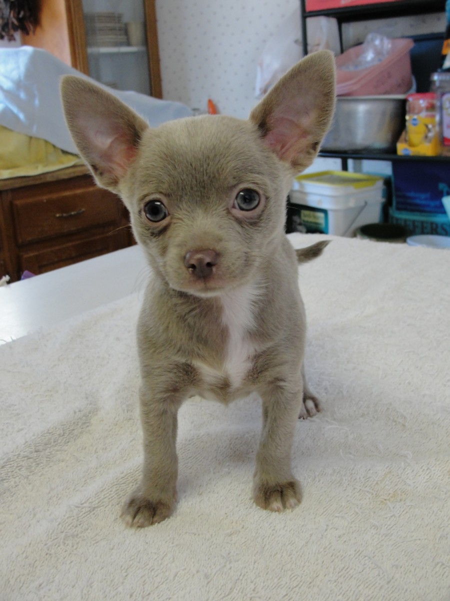 Chihuahua Puppies For Sale Lexington, SC 253620