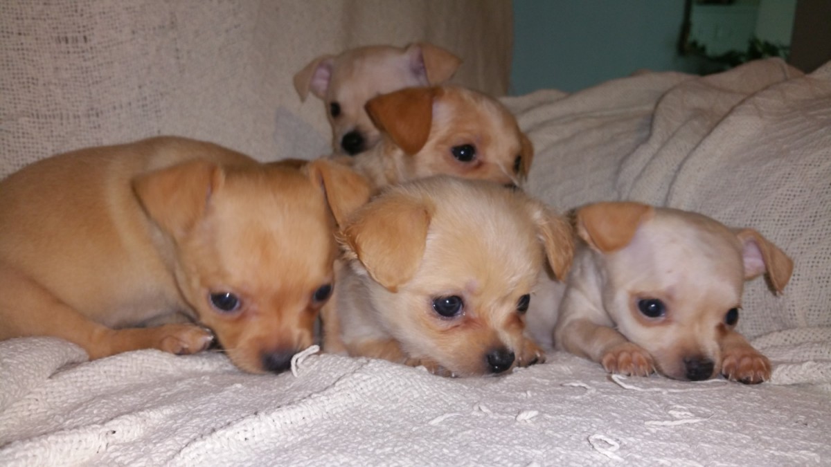Chihuahua Puppies For Sale | Portland, OR #276236