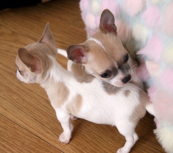 Chihuahua Puppies For Sale Pittsburgh, PA 281198