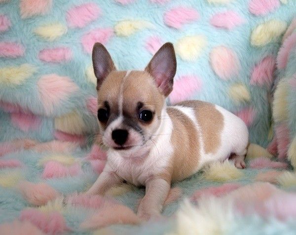 Chihuahua Puppies For Sale Pittsburgh, PA 281200