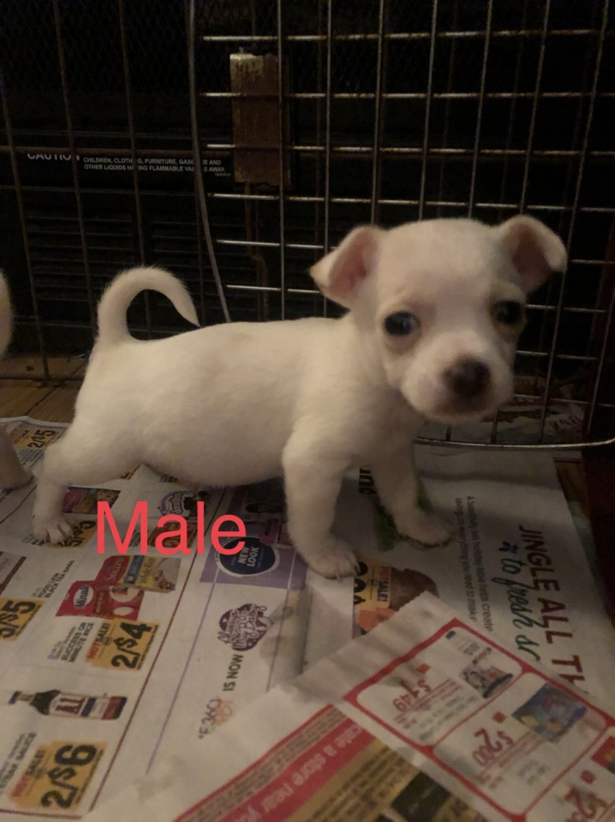 Chihuahua Puppies For Sale Mineral, VA 287908 Petzlover