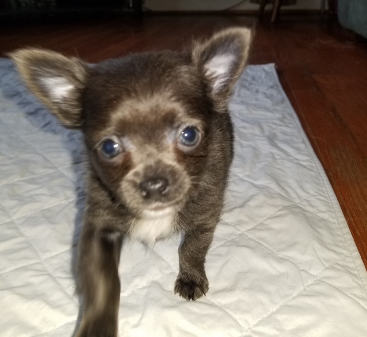 Chihuahua Puppies For Sale | Lexington, KY #289137