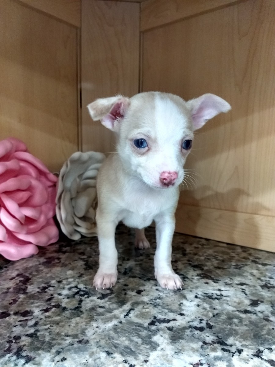 Chihuahua Puppies For Sale Lewisburg, PA 289721