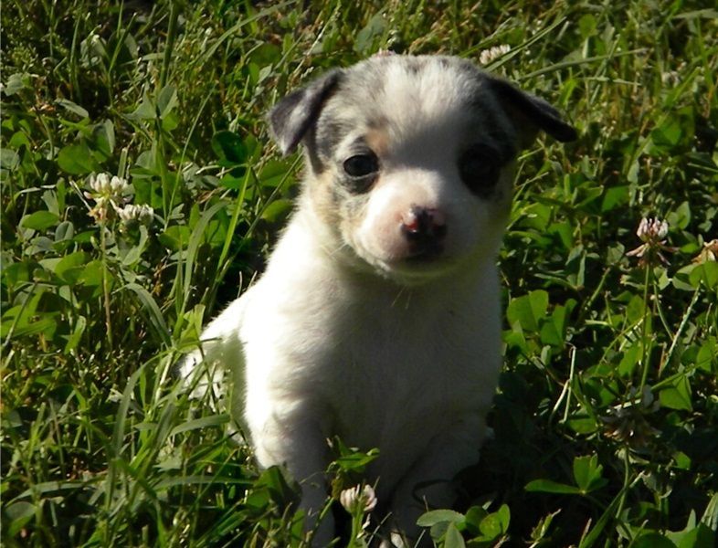 Chihuahua Puppies For Sale Anchorage, AK 113131