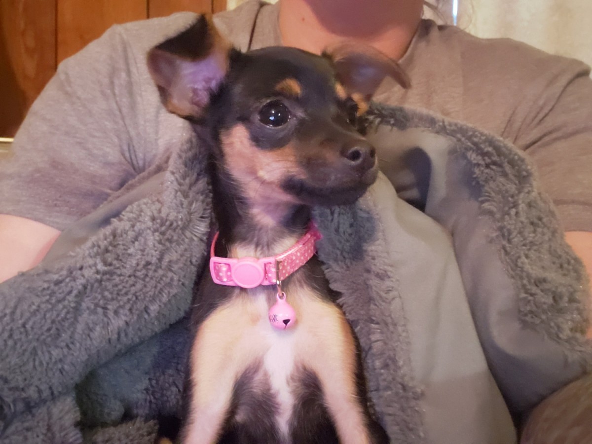 Chihuahua Puppies For Sale Hedgesville, WV 302986