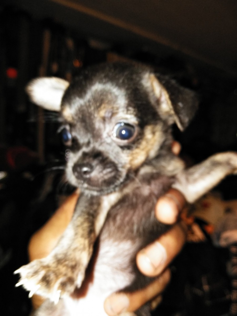 Chihuahua Puppies for sale near Pittsburgh, PA within 50 miles