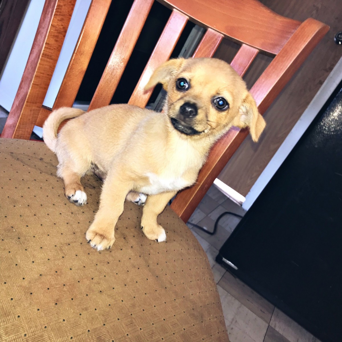 Chihuahua Puppies For Sale Milwaukee, WI 308265