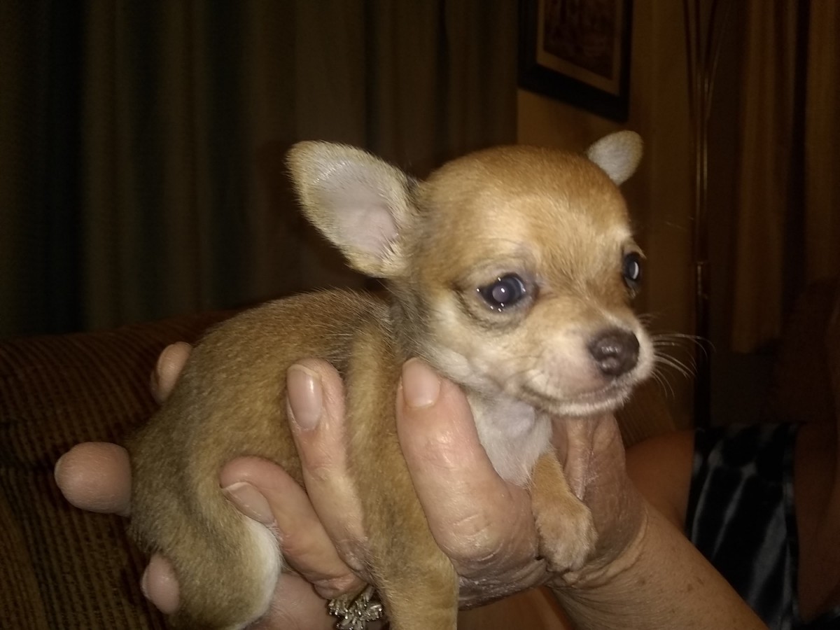 Chihuahua Puppies For Sale Freeland, PA 308574
