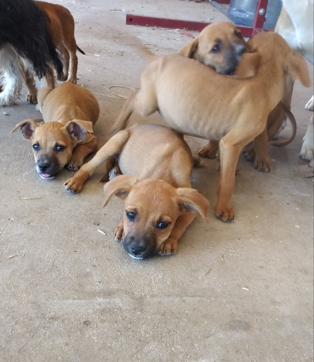 nhlogodesign Chihuahua Puppies Arizona