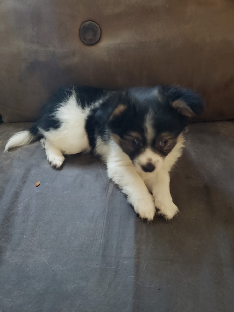 Chihuahua Puppies For Sale Pittsburgh, PA 310584