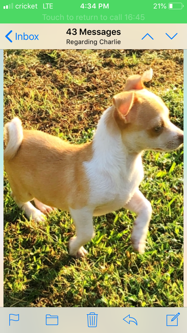 Chihuahua Puppies For Sale Memphis, TN 312679 Petzlover