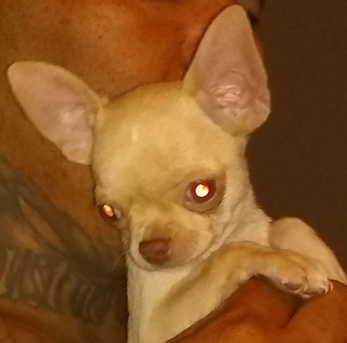 Chihuahua Puppies For Sale Sun City, AZ 317614