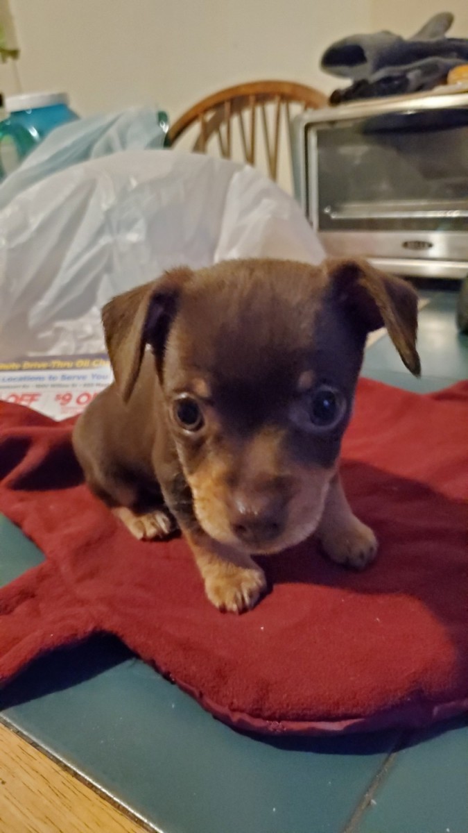 Chihuahua Puppies For Sale Manchester, NH 321053