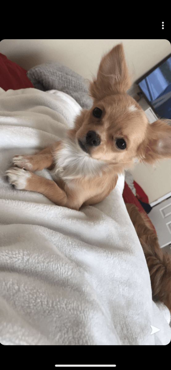 Chihuahua Puppies For Sale Columbia, SC 322954
