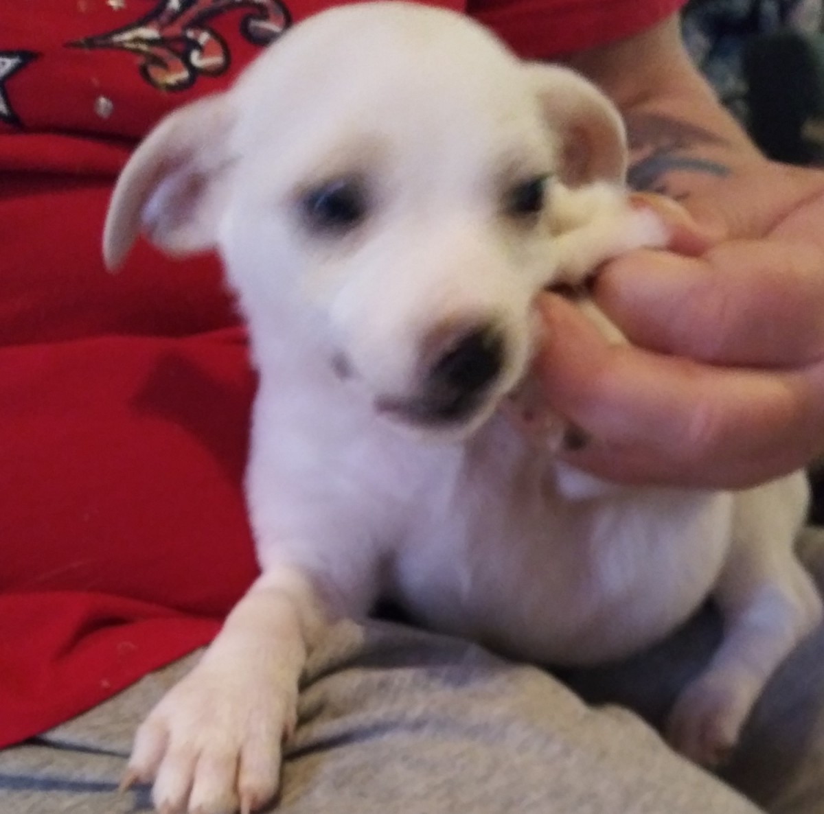 Chihuahua Puppies For Sale Bakersfield, CA 326144