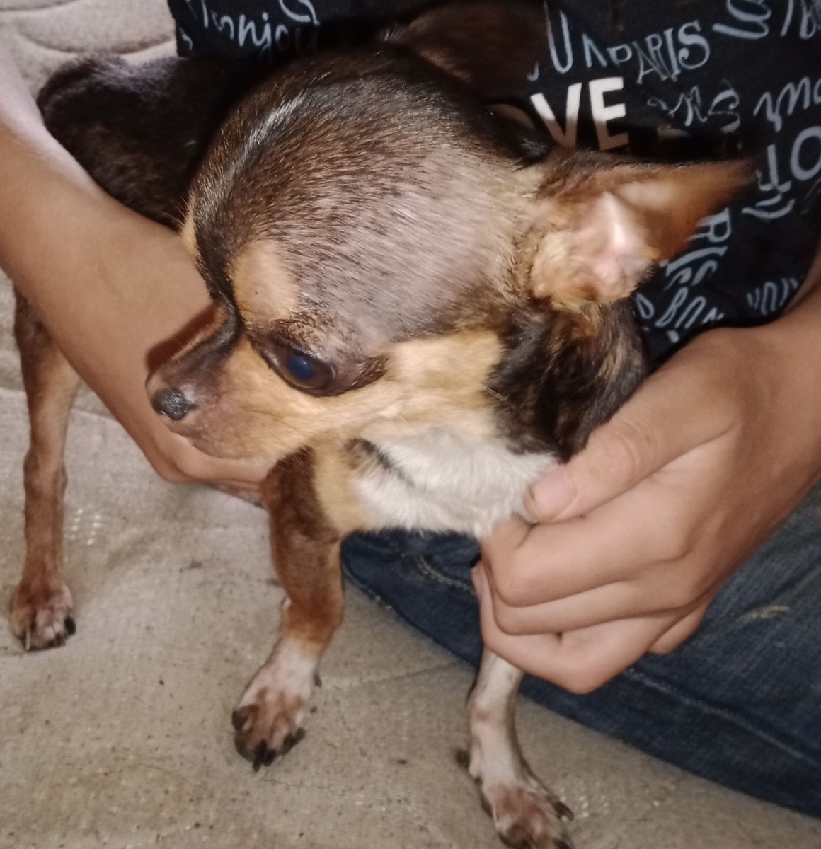 Chihuahua Puppies For Sale Glasgow, KY 329776 Petzlover