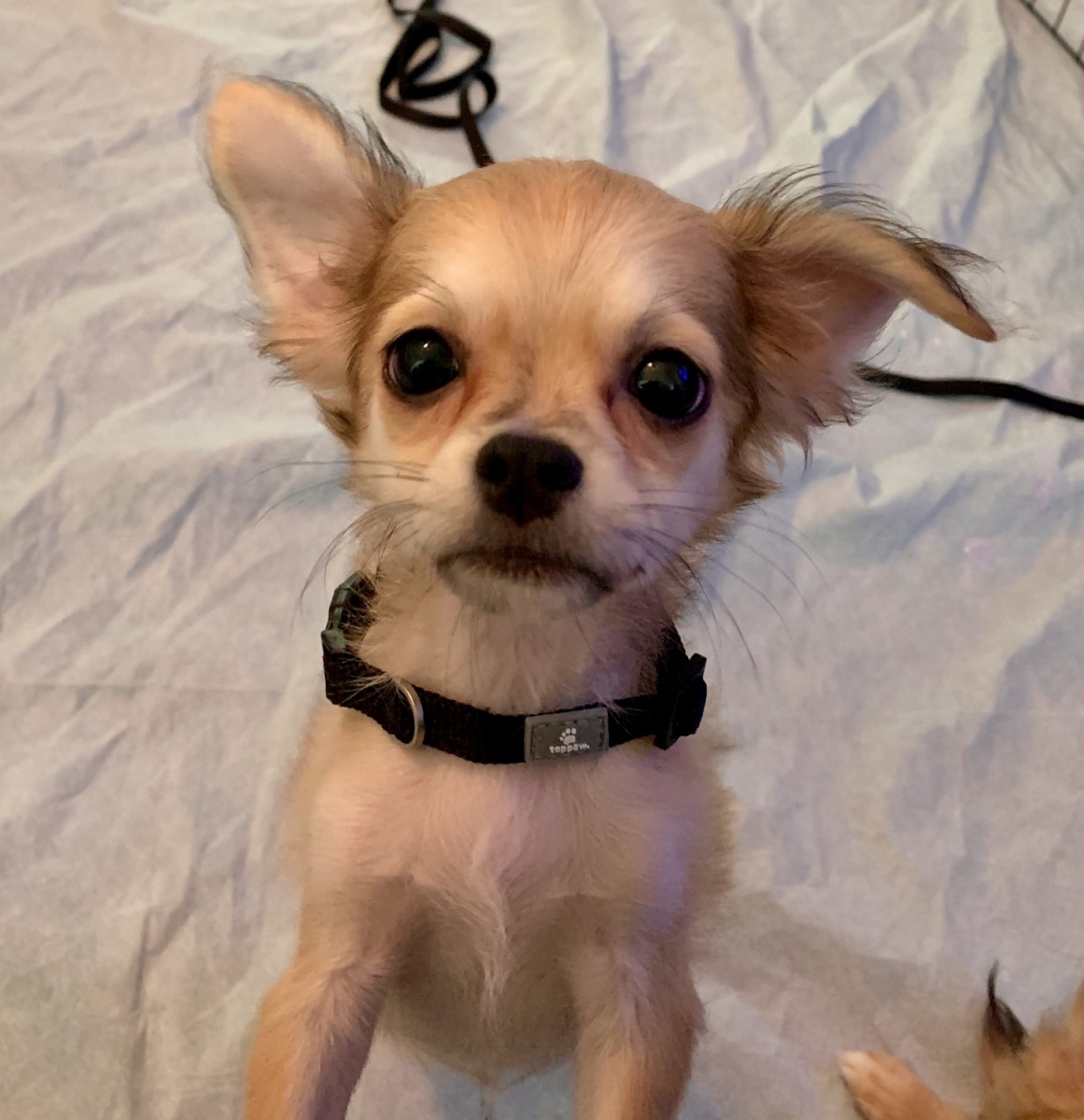 Chihuahua Puppies For Sale Madison, AL 330068 Petzlover